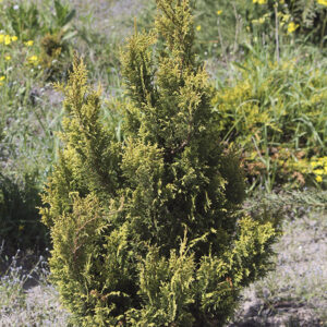Кипарисовик горохоплодный 'Plumosa Aurea'