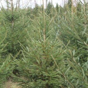 Ель обыкновенная