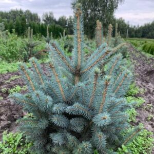 Ель сизая «Глаука»