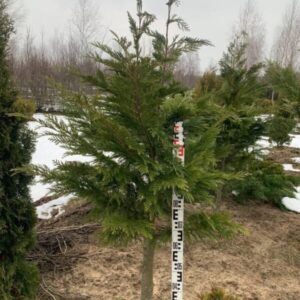 Кипарисовик Лавсона в стрижке