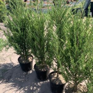 Можжевельник скальный Скайрокет