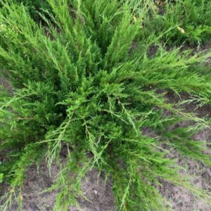 Можжевелник Казацкий