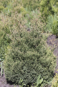 Туя западная "Холмструп"