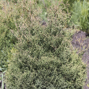 Туя западная "Холмструп"