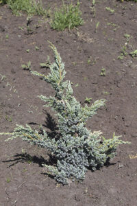 Можжевельник чешуйчатый "Мейери"