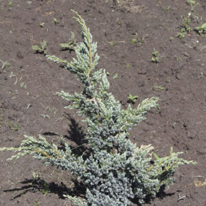 Можжевельник чешуйчатый "Мейери"