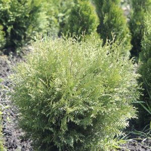 туя западная Даника