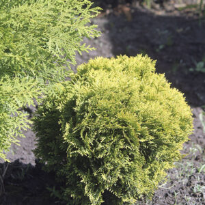 Туя западная "Глобоза" Ауреа