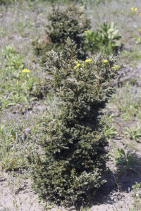 Кипарисовик горохоплодный Булевард