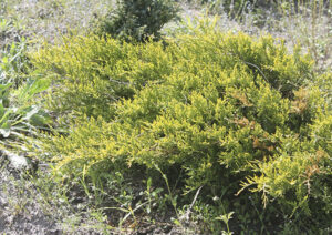 Можжевельник Олд Голд