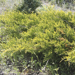 Можжевельник Олд Голд