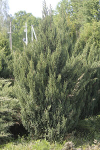 Можжевельник китайский "Стрикта"