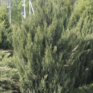 Можжевельник китайский "Стрикта"