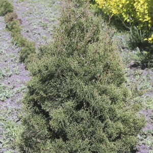 Туя западная "Колумна"