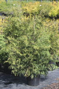 Туя западная Брабант
