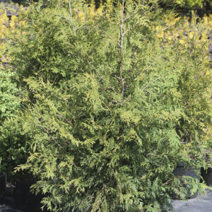 Туя западная Брабант
