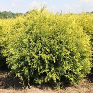 Туя западная Голден Глоб