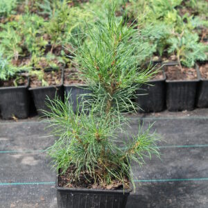 Сосна Румелийская