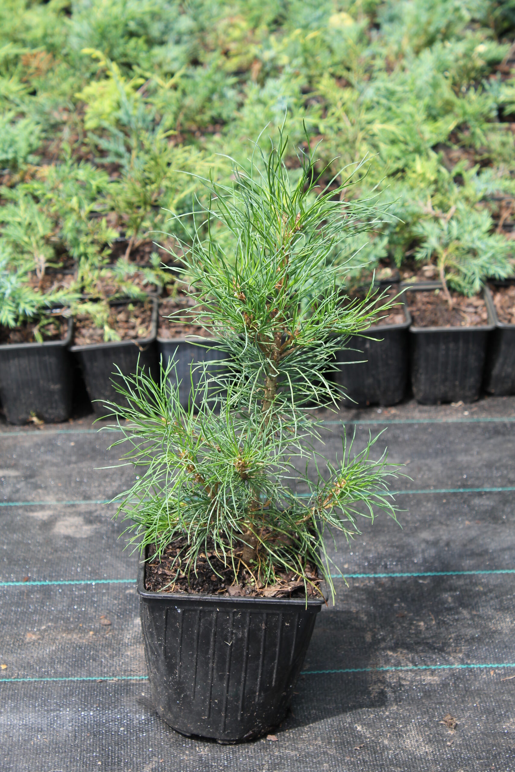 Сосна Румелийская