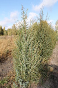 Можжевельник ХИБЕРНИКА 