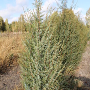 Можжевельник ХИБЕРНИКА