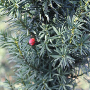 Тис ягодный Элегантиссима