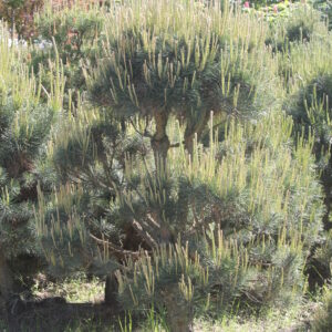 Сосна обыкновенная в стрижке