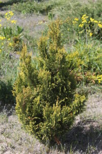 Кипарисовик "Плюмоса Аурэа"