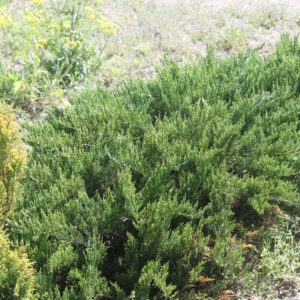 Можжевельник средний Пфитцериана Глаука — купить саженцы в Кобрине