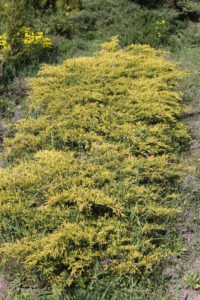 Можжевельник Голд Стар