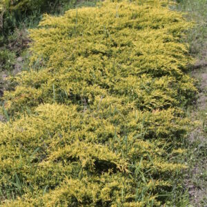 Можжевельник Голд Стар