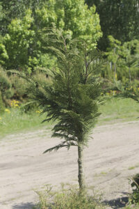 кипарисовик лавсона колумнарис 