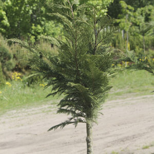 кипарисовик лавсона колумнарис