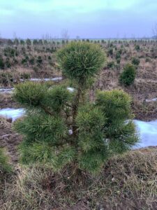 Сосна обыкновенная