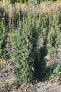 Тис ягодный Элегантиссима