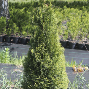 Туя западная "Смарагд"