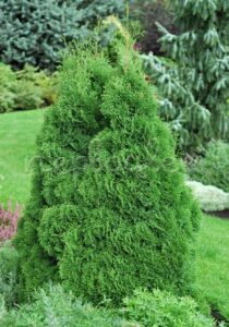 Туя западная Думоза