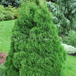 Туя западная Думоза