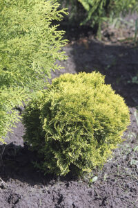 Туя западная Тедди