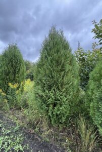 Туя западная Вагнери