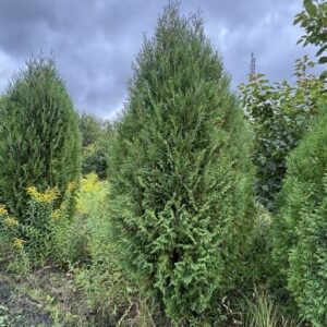 Туя западная Вагнери