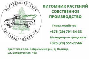 Питомник Зеленая хвоя.Вывеска и адрес.